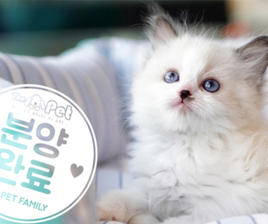 랙돌 왕자님 11.23