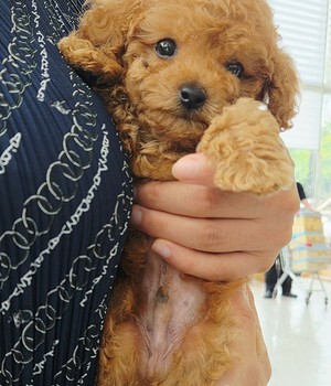 푸들 분양후기(26.08.22)
