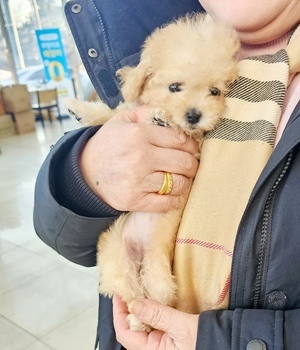 푸들 분양후기(26.01.25)