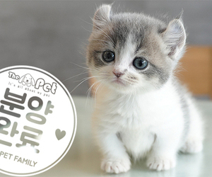 먼치킨 킨카로우  공주님 7.14