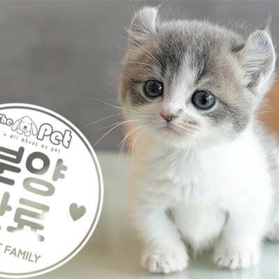 먼치킨 킨카로우  공주님 7.14