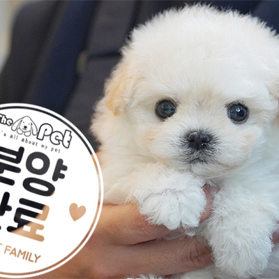 말티푸 공주님 3.11