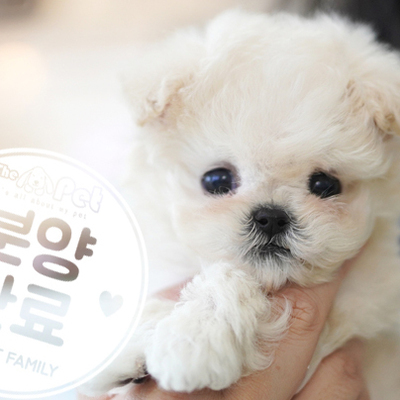 말티푸 왕자님 12.15
