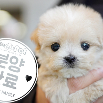 말티푸 공주님 1.15