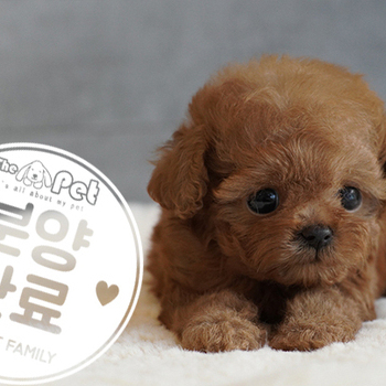 말티푸 공주님 7.20
