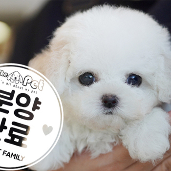 미니비숑 공주님 2.9