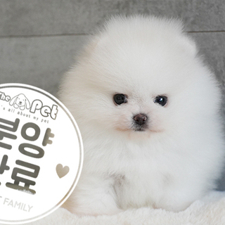 포메라니안 왕자님 7.21