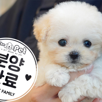 크림푸들 공주님 3.2