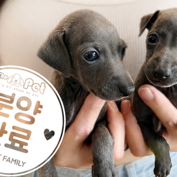 이탈리안그레이하운드 왕자님 5.29