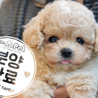 말티푸 왕자님 3.2