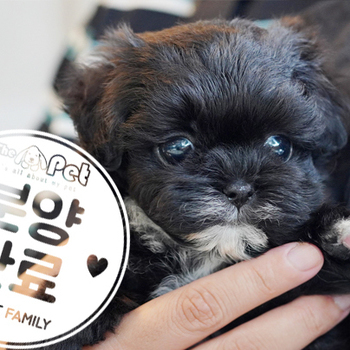 말티푸 공주님 4.6