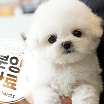 테디비숑 공주님 0315
