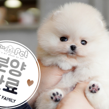 포메라니안 왕자님 1.23