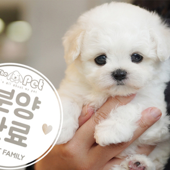 비숑 공주님 2.2