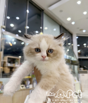 랙돌 분양후기(26.07.26)