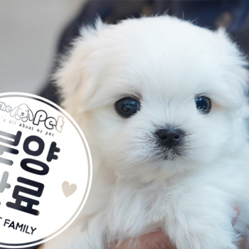 말티즈 공주님 3.20