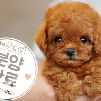 말티푸 공주님 1.30
