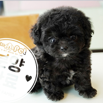 실버 말티푸 공주님 5.6