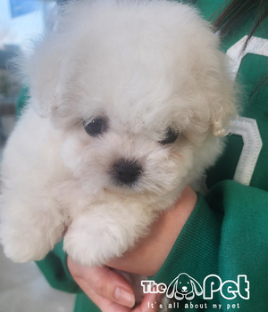 비숑프리제 분양후기(26.02.07)