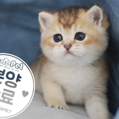 브리티쉬숏헤어 왕자님 6.17