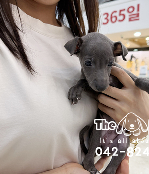 이탈리안그레이하운드 분양후기(26.08.07)