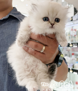 먼치킨 분양후기(26.08.09)