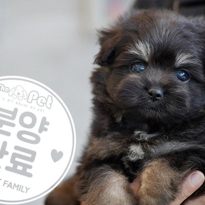 포숑 공주님 6.15