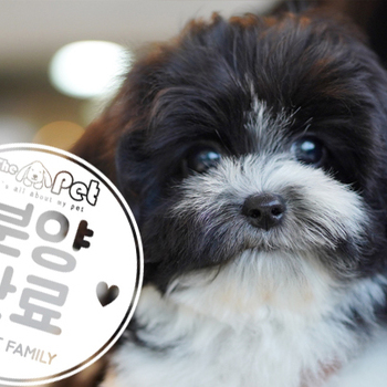 꼬숑 공주님 12.26