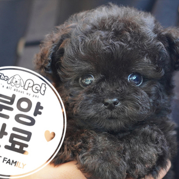 실버푸들 왕자님 3.2