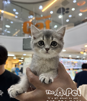 브숏 분양후기(26.09.11)