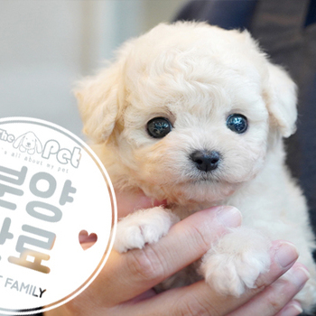 말티푸 공주님 3.20