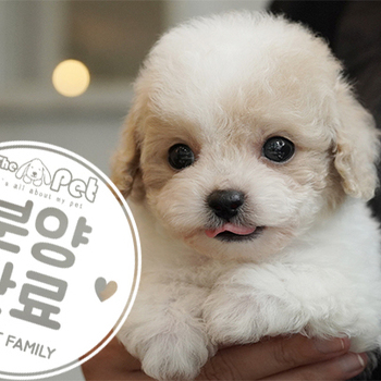 푸들 왕자님 4.17