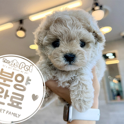 말티푸 공주님 5.29