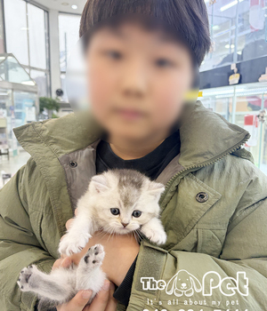 브리티쉬숏헤어 분양후기(26.02.23)