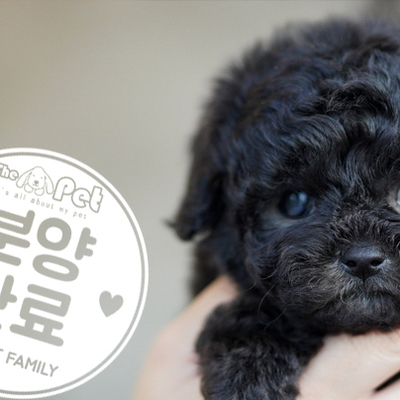 실버푸들 공주님 12.14