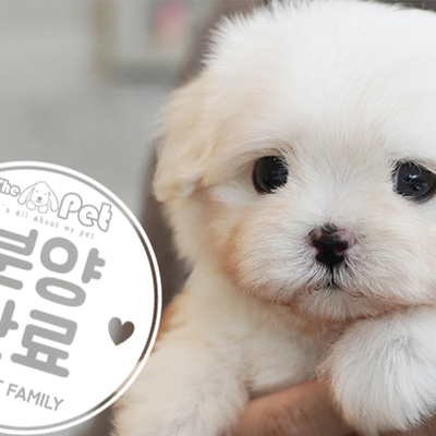 말티즈 공주님 7.3
