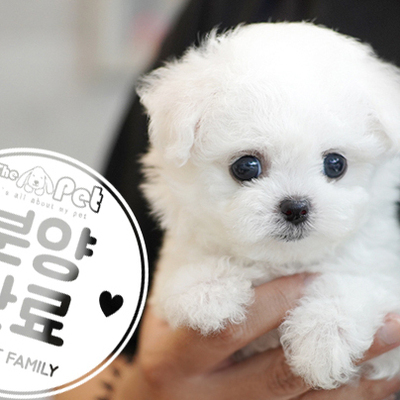 미니비숑 공주님 6.17