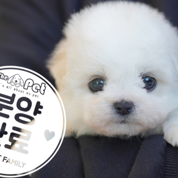 비숑프리제 공주님 10.03