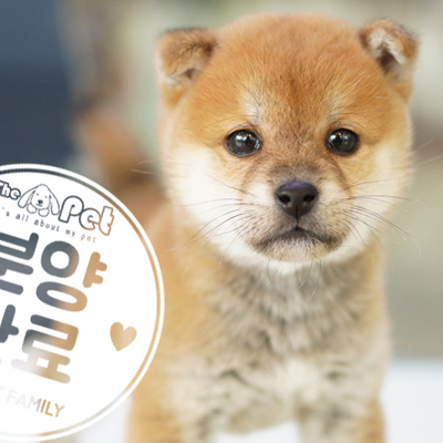 콩시바 공주님 1.29