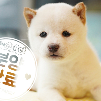 시바이누 공주님 11.10