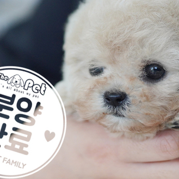 말티푸 공주님 11.10