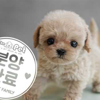 말티푸 왕자님 5.21