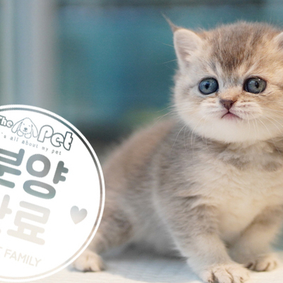 브리티쉬숏헤어 공주님 12.22