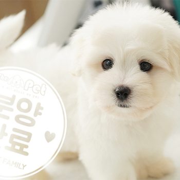 [프리미엄분양] 꼬똥 드 툴레아