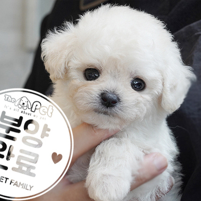 토이푸들 공주님 5.18