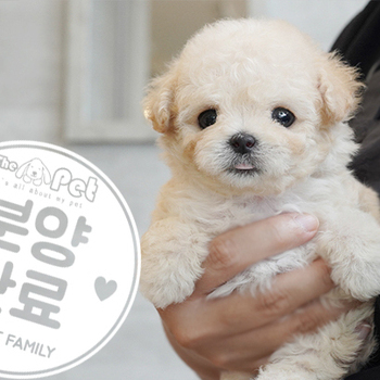 크림 토이푸들 왕자님 5.4
