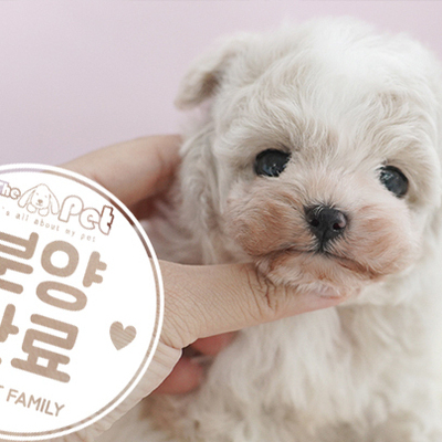 말티푸 왕자님 6.25