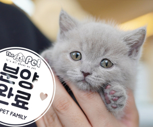 브리티쉬숏헤어 공주님 1.15