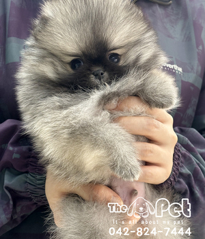포메 분양후기(26.04.03)