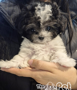 푸들 분양후기(26.03.22)